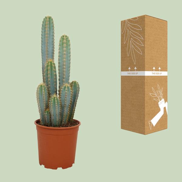 Pilosocereus Azureus - Ø21cm - ↕55cm