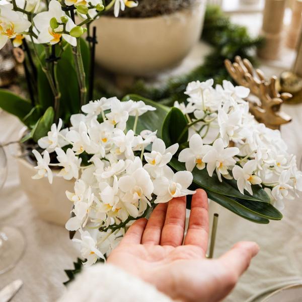 Kolibri Orchids | Weiße Orchidee 'Nazaré' + Pearl Dekotopf Travertine - Topfgröße Ø9cm | Blühende Zimmerpflanze - Frisch vom Züchter