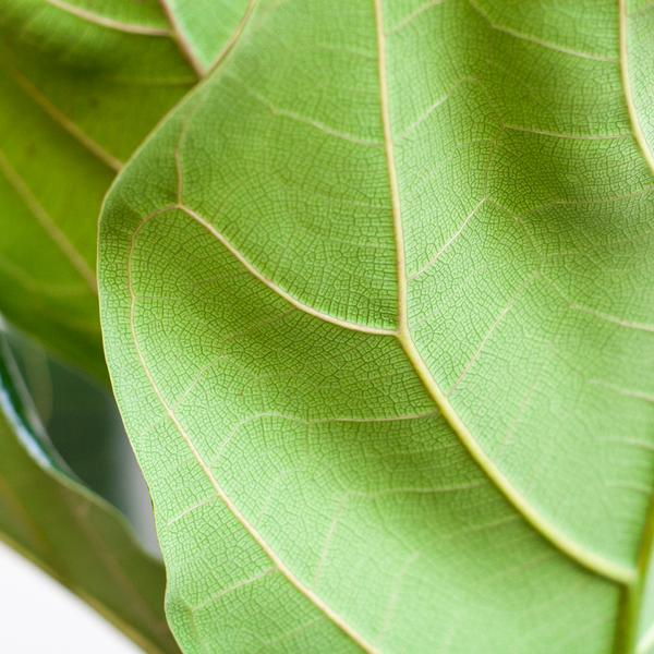 Ficus Lyrata mit Viber-Topf Grau – 80 cm – Ø21