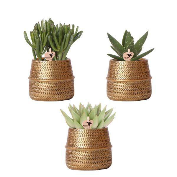 Kolibri Greens | Pflanzenset - mit 3 succulenten -Mischungen - inkl. Keramik-Ziertöpfe | Topfgröße Ø9cm