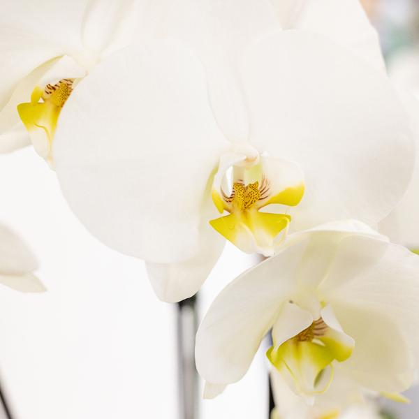Kolibri Orchids | weißes Pflanzenset im Schilfkorb inkl. Wassertank | drei weiße Orchideen und drei Grünpflanzen | Feldstrauß weiß mit autarkem Wassertank