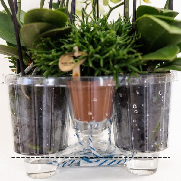 Kolibri Orchids | weißes Orchideen-Set im Baumwollkorb inkl. Wassertank | drei geschwungene weiße Orchideen Niagara Fall 12cm | Mono Bouquet weiß mit Selbstversorger