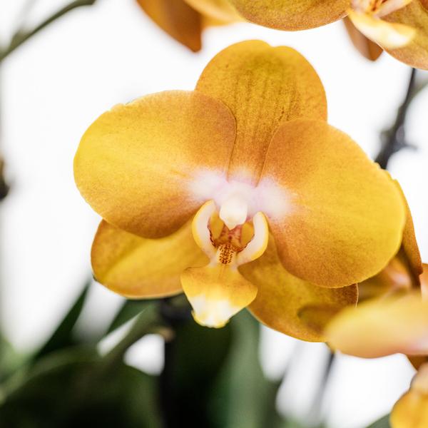 Kolibri Orchids | orange Orchideen-Set im Schilfkorb inkl. Wassertank | drei orange Orchideen Las Vegas 12cm | Mono Bouquet orange mit autarkem Wassertank.