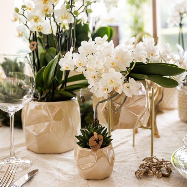 Kolibri Orchids | Weiße Orchidee 'Nazaré' + Pearl Dekotopf Travertine - Topfgröße Ø9cm | Blühende Zimmerpflanze - Frisch vom Züchter