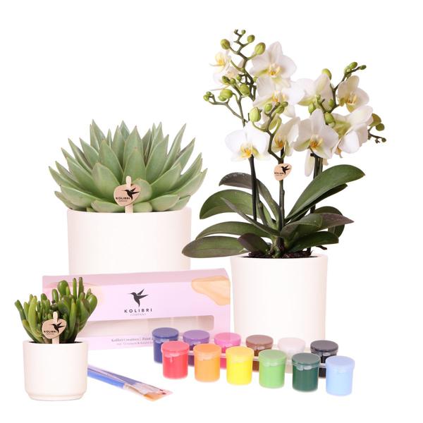 Kolibri Creatives | Malset zum Bemalen von 12 Blumentöpfen + Orchideen und Sukkulenten | Für mindestens 4 Personen | Echte Künstler
