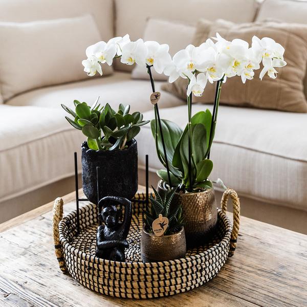 Kolibri Company | Komplettes Pflanzenset Home Hub | Grünpflanzen mit weißer Phalaenopsis-Orchidee inkl. schwarzen Keramik-Ziertöpfen und Zubehör