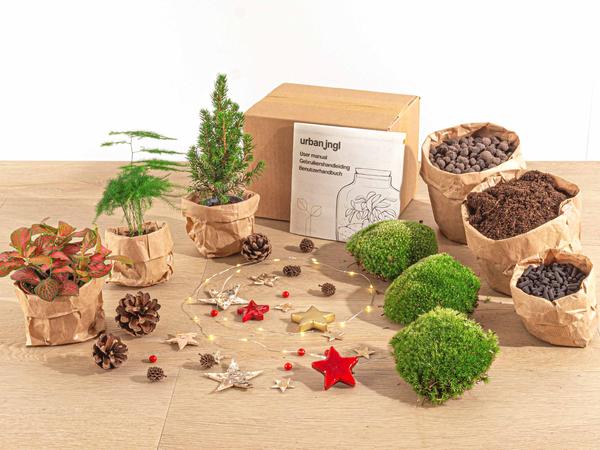 Planten terrarium pakket - Mini-kerstboom - 3 planten - Navulling & Startpakket - DIY Christmas