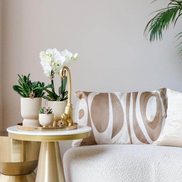 Kolibri Company | Komplettes Pflanzenset Luxury Living | Grünpflanzen mit weißer Phalaenopsis-Orchidee inkl. Keramik-Ziertöpfe und Zubehör
