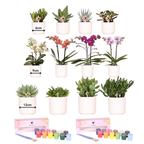 Kolibri Creatives | Malset zum Bemalen von 12 Blumentöpfen + Orchideen und Sukkulenten | Für mindestens 4 Personen | Echte Künstler
