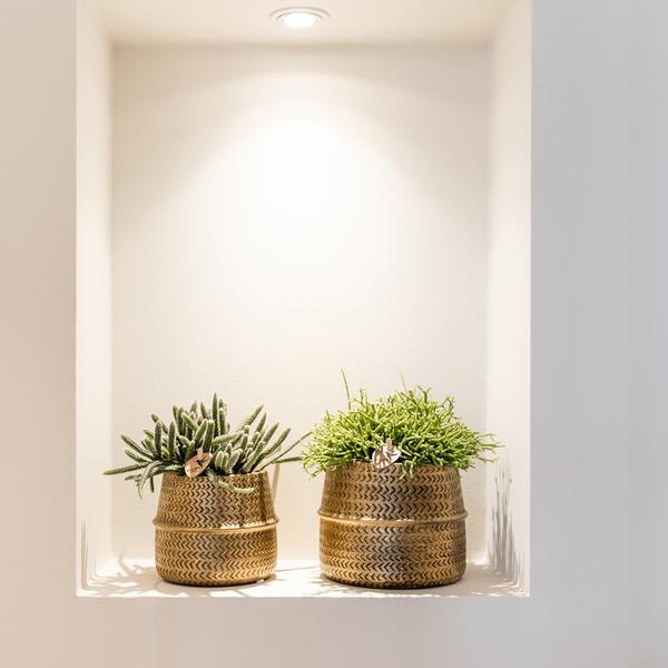Kolibri Greens | Pflanzenset - mit 3 succulenten -Mischungen - inkl. Keramik-Ziertöpfe | Topfgröße Ø9cm