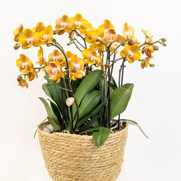 Kolibri Orchids | orange Orchideen-Set im Schilfkorb inkl. Wassertank | drei orange Orchideen Las Vegas 12cm | Mono Bouquet orange mit autarkem Wassertank.