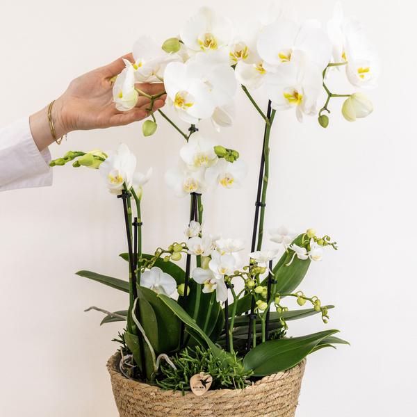 Kolibri Orchids | weißes Pflanzenset im Schilfkorb inkl. Wassertank | drei weiße Orchideen und drei Grünpflanzen | Feldstrauß weiß mit autarkem Wassertank