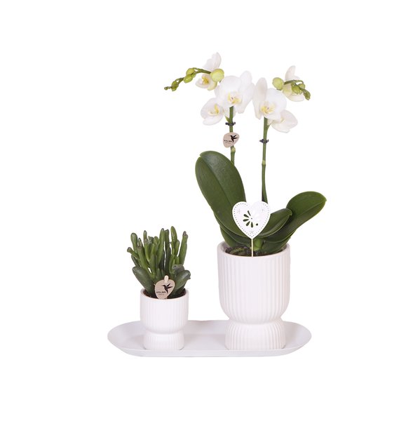 Kolibri Orchids | Pflanzenset Liebe weiß klein| Grünpflanzen mit weißer Phalaenopsis-Orchidee in weißen Ziertöpfen auf weißem Tablett