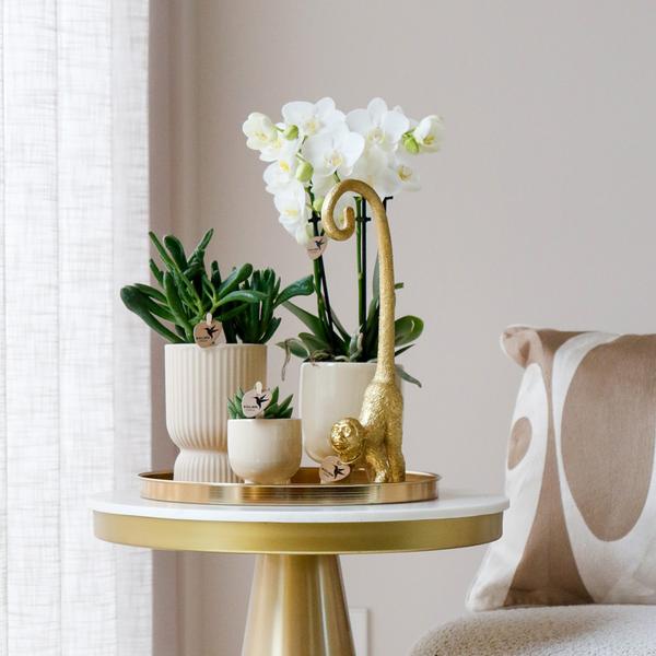 Kolibri Company | Komplettes Pflanzenset Luxury Living | Grünpflanzen mit weißer Phalaenopsis-Orchidee inkl. Keramik-Ziertöpfe und Zubehör