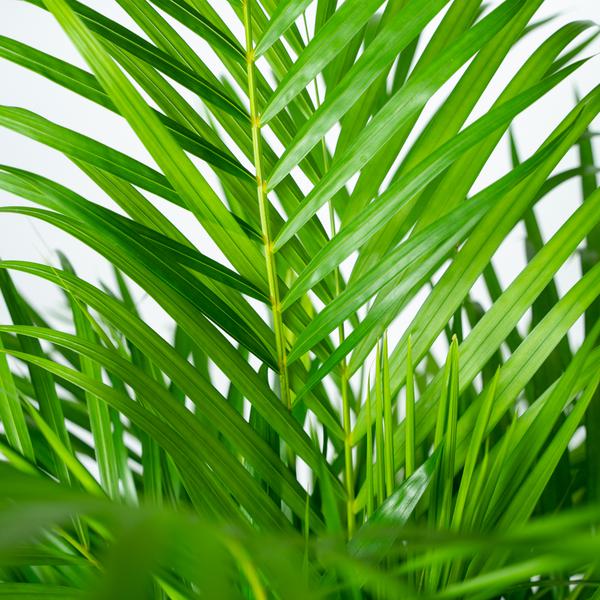 Areca-Palme - Ø24cm - ↕130cm