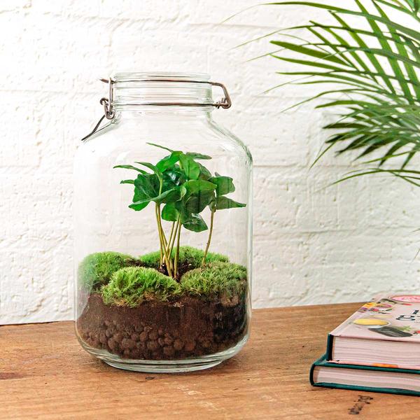 Flaschengarten - Coffea Arabica - ↕ 28 cm - Normal Jar