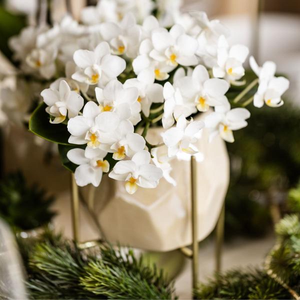 Kolibri Orchids | Weiße Orchidee 'Nazaré' + Pearl Dekotopf Travertine - Topfgröße Ø9cm | Blühende Zimmerpflanze - Frisch vom Züchter