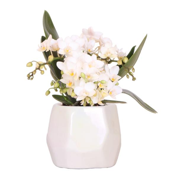 Kolibri Orchids | Weiße Orchidee 'Nazaré' + Pearl Dekotopf Travertine - Topfgröße Ø9cm | Blühende Zimmerpflanze - Frisch vom Züchter