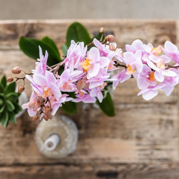 Kolibri Company - Set aus rosa gefleckter Orchidee und Sukkulente auf weißem Tablett - frisch vom Züchter