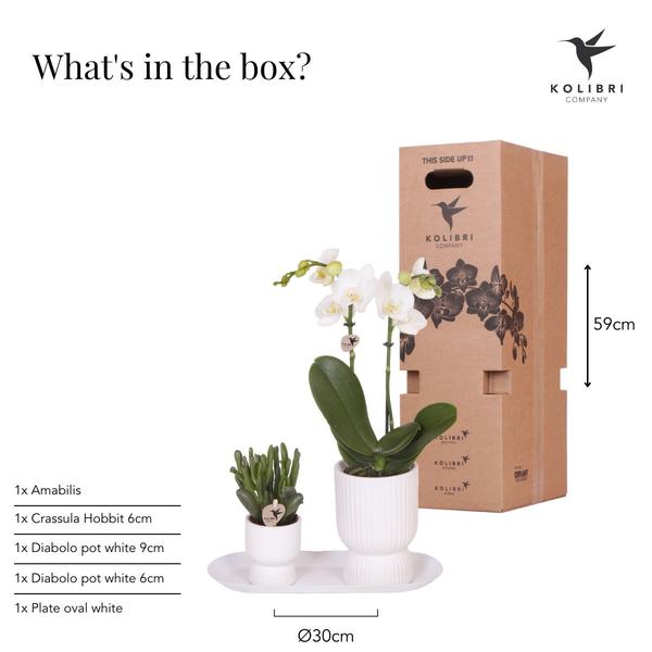 Kolibri Orchids | Pflanzenset Liebe weiß klein| Grünpflanzen mit weißer Phalaenopsis-Orchidee in weißen Ziertöpfen auf weißem Tablett