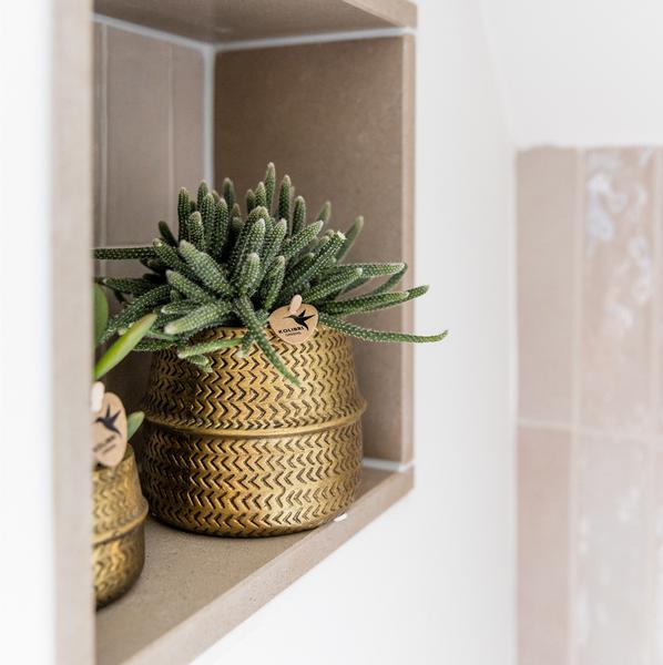 Kolibri Greens | Pflanzenset - mit 3 succulenten -Mischungen - inkl. Keramik-Ziertöpfe | Topfgröße Ø9cm