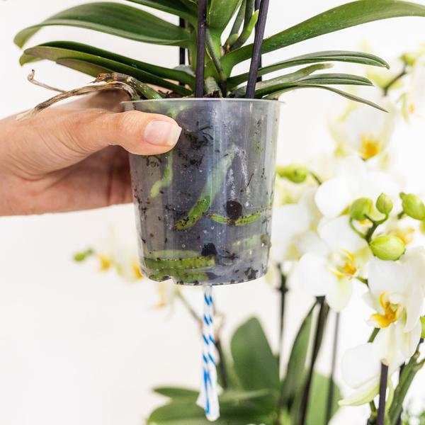 Kolibri Orchids | orangefarbenes Pflanzenset im Baumwollkorb inkl. Wassertank | drei orangefarbene Orchideen Bozen 9cm und drei Grünpflanzen | Dschungelstrauß orange mit autarkem Wassertank