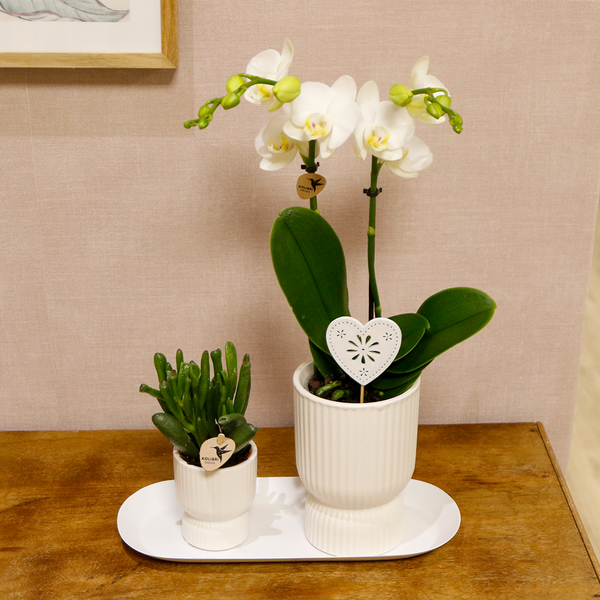 Kolibri Orchids | Pflanzenset Liebe weiß klein| Grünpflanzen mit weißer Phalaenopsis-Orchidee in weißen Ziertöpfen auf weißem Tablett