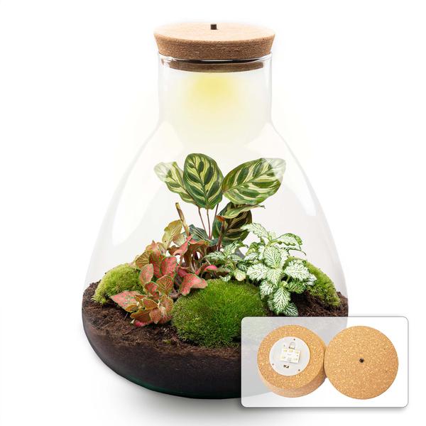 Flaschengarten - Sam mit Lampe - ↕ 30 cm - Normal