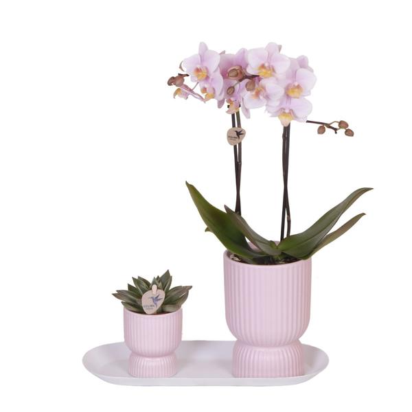 Kolibri Company - Set aus rosa gefleckter Orchidee und Sukkulente auf weißem Tablett - frisch vom Züchter