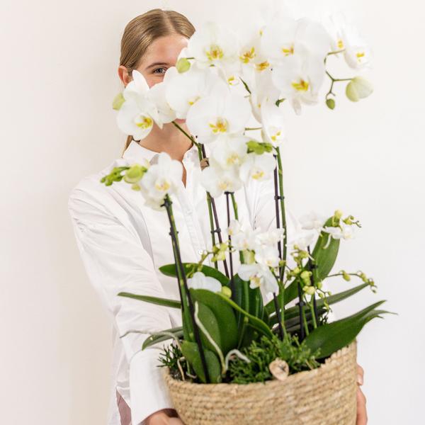 Kolibri Orchids | weißes Pflanzenset im Schilfkorb inkl. Wassertank | drei weiße Orchideen und drei Grünpflanzen | Feldstrauß weiß mit autarkem Wassertank