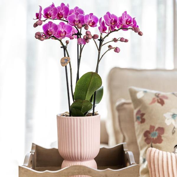 Kolibri Company - Set aus rosa gefleckter Orchidee und Sukkulente auf weißem Tablett - frisch vom Züchter