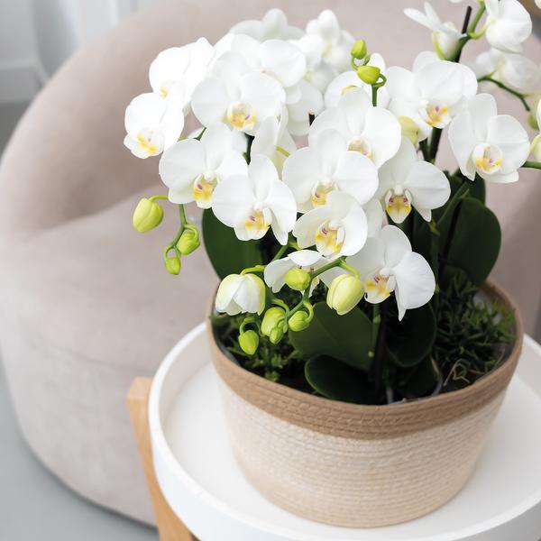 Kolibri Orchids | weißes Pflanzenset im Baumwollkorb inkl. Wassertank | drei weiße Orchideen Amabilis 9cm und drei Grünpflanzen | Dschungelstrauß weiß mit autarkem Wassertank