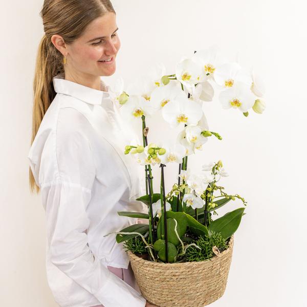 Kolibri Orchids | weißes Pflanzenset im Schilfkorb inkl. Wassertank | drei weiße Orchideen und drei Grünpflanzen | Feldstrauß weiß mit autarkem Wassertank