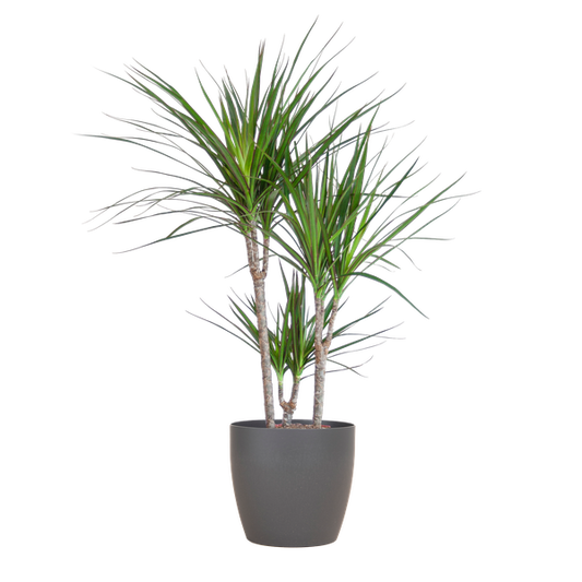 Dracaena Marginata mit Viber-Topf grau – 95 cm – Ø21