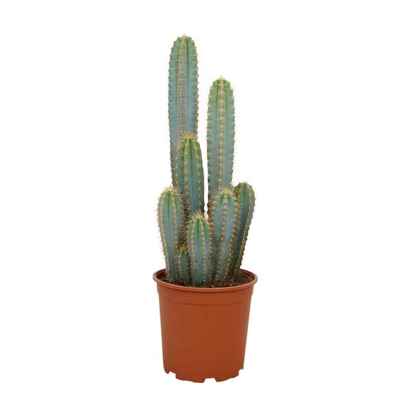 Pilosocereus Azureus - Ø21cm - ↕55cm