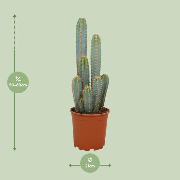 Pilosocereus Azureus - Ø21cm - ↕55cm