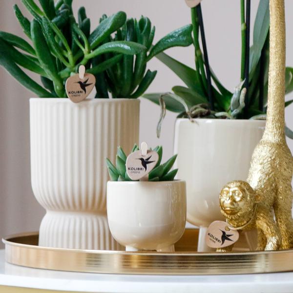 Kolibri Company | Komplettes Pflanzenset Luxury Living | Grünpflanzen mit weißer Phalaenopsis-Orchidee inkl. Keramik-Ziertöpfe und Zubehör