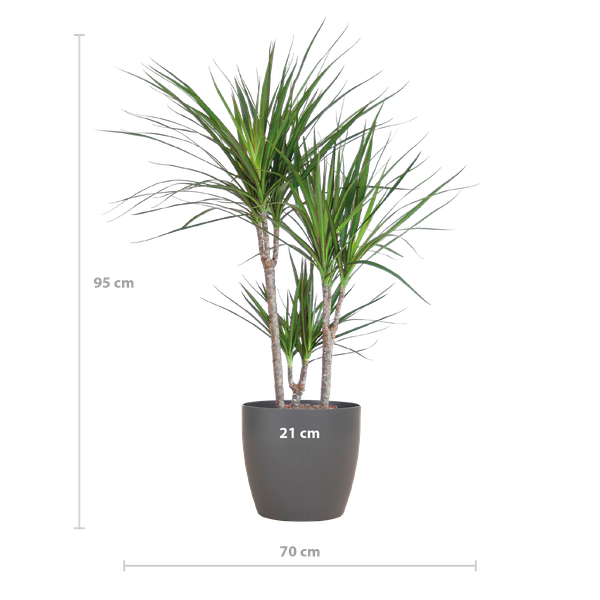 Dracaena Marginata mit Viber-Topf grau – 95 cm – Ø21
