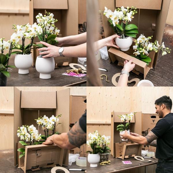 Kolibri Company - Set aus rosa gefleckter Orchidee und Sukkulente auf weißem Tablett - frisch vom Züchter