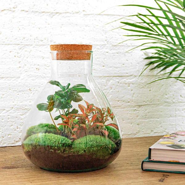 Flaschengarten - Sammie Coffea - ↕ 26 cm - Normal