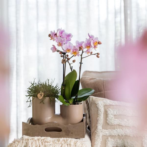 Kolibri Orchids | Set aus Rosa Orchidee Andorra und Sukkulente im Sandfarbenen Tube-Dekotopf - Topfgröße Ø9cm | Blühende Zimmerpflanze - Frisch vom Züchter