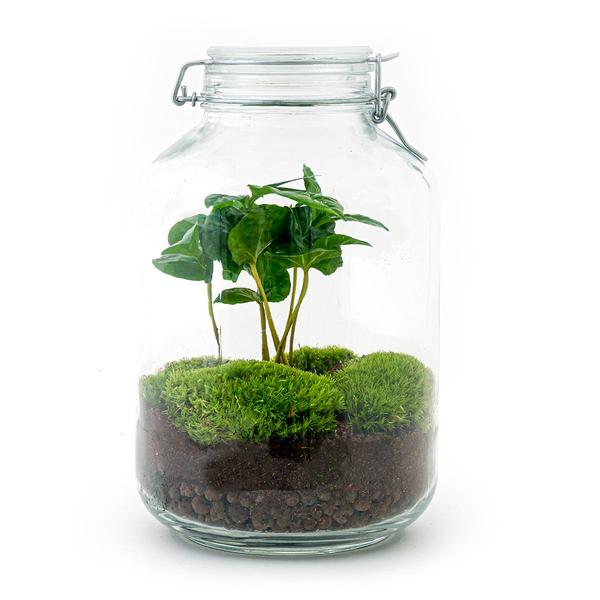 Flaschengarten - Coffea Arabica - ↕ 28 cm - Normal Jar
