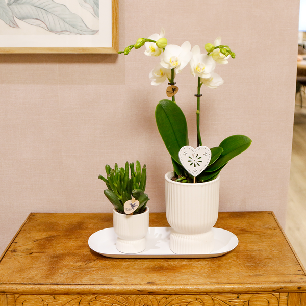 Kolibri Orchids | Pflanzenset Liebe weiß klein| Grünpflanzen mit weißer Phalaenopsis-Orchidee in weißen Ziertöpfen auf weißem Tablett