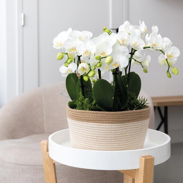 Kolibri Orchids | orangefarbenes Pflanzenset im Baumwollkorb inkl. Wassertank | drei orangefarbene Orchideen Bozen 9cm und drei Grünpflanzen | Dschungelstrauß orange mit autarkem Wassertank