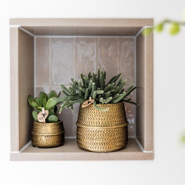 Kolibri Greens | Pflanzenset - mit 3 succulenten -Mischungen - inkl. Keramik-Ziertöpfe | Topfgröße Ø9cm
