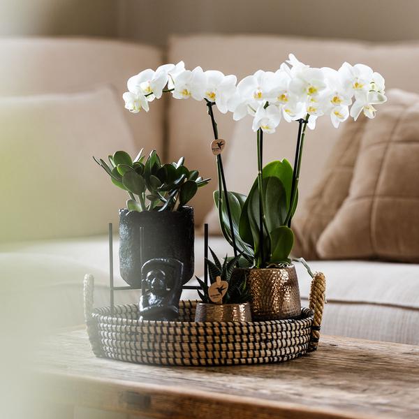 Kolibri Company | Komplettes Pflanzenset Home Hub | Grünpflanzen mit weißer Phalaenopsis-Orchidee inkl. schwarzen Keramik-Ziertöpfen und Zubehör