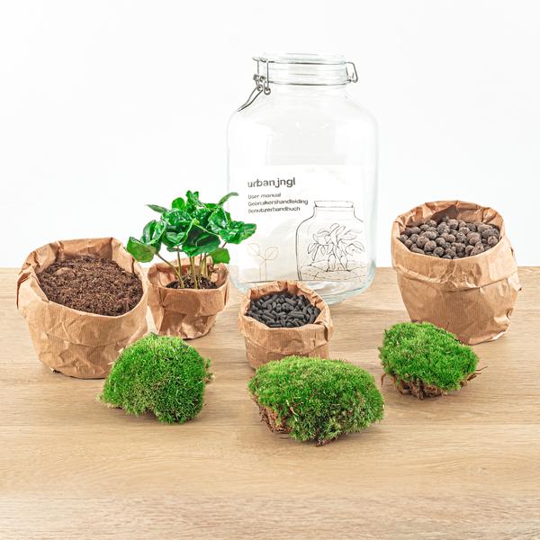 Flaschengarten - Coffea Arabica - ↕ 28 cm - Normal Jar
