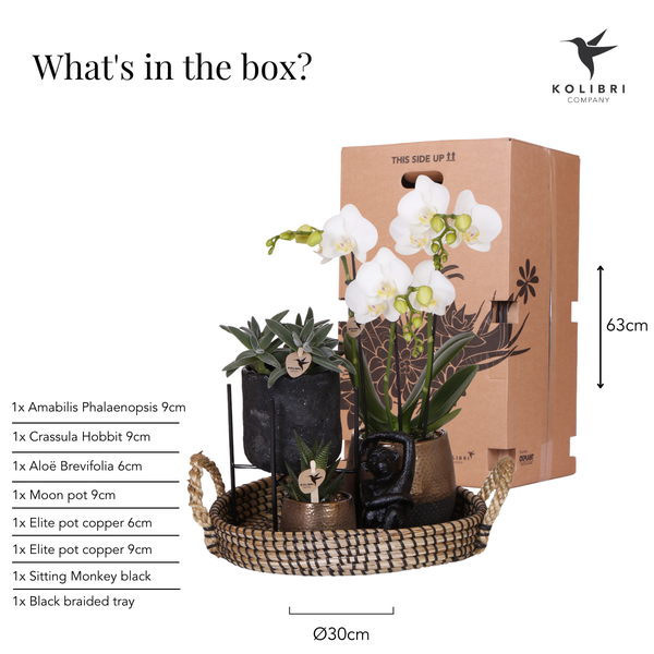 Kolibri Company | Komplettes Pflanzenset Home Hub | Grünpflanzen mit weißer Phalaenopsis-Orchidee inkl. schwarzen Keramik-Ziertöpfen und Zubehör