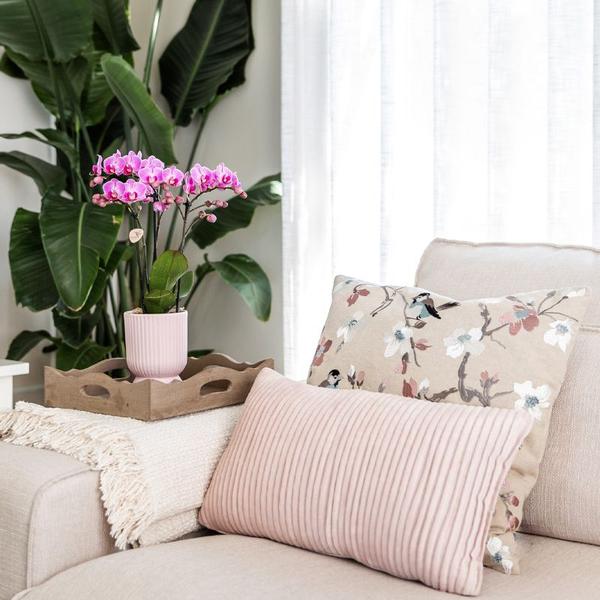 Kolibri Company - Set aus rosa gefleckter Orchidee und Sukkulente auf weißem Tablett - frisch vom Züchter