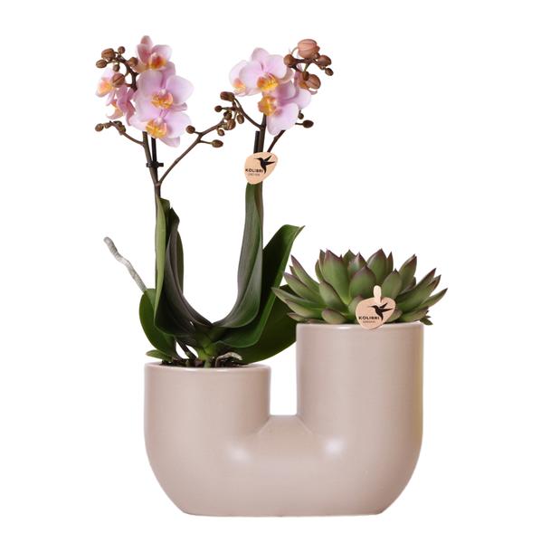 Kolibri Orchids | Set aus Rosa Orchidee Andorra und Sukkulente im Sandfarbenen Tube-Dekotopf - Topfgröße Ø9cm | Blühende Zimmerpflanze - Frisch vom Züchter